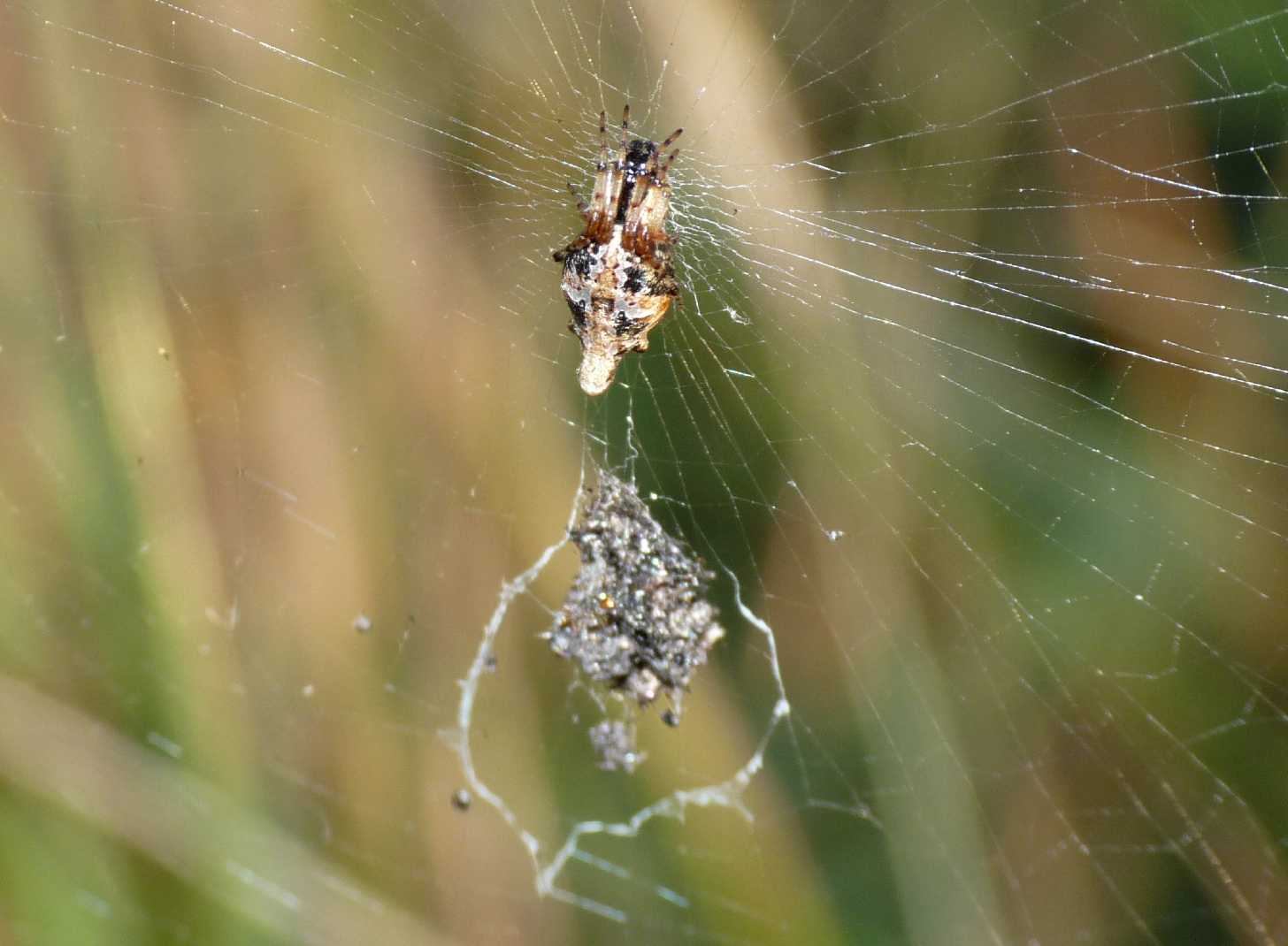 Cyclosa conica